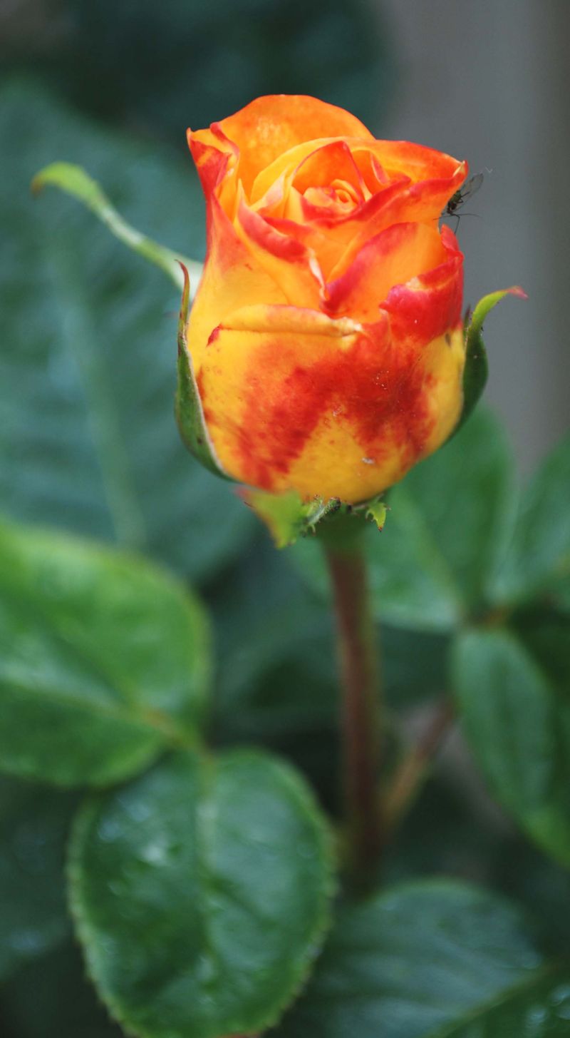 Yellow orange Rose