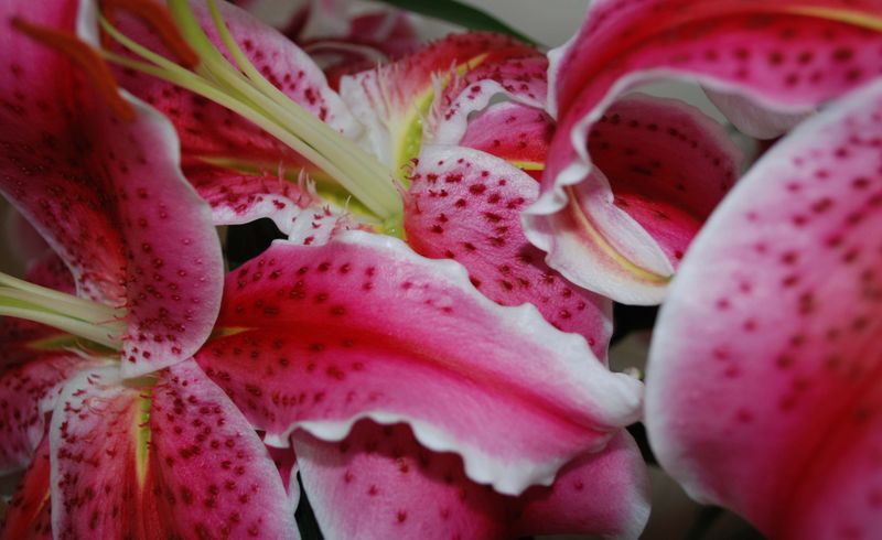 Pink_lilies