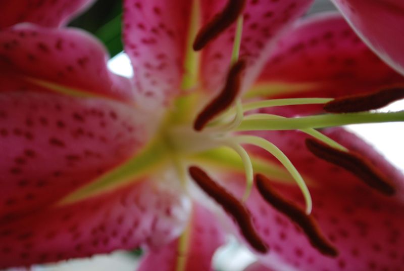 Pink_lily